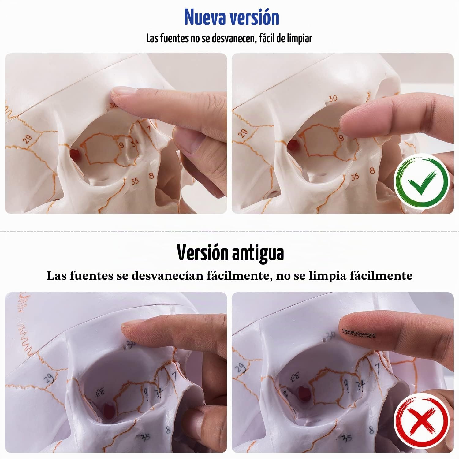 Modelo Anatómico de Cráneo Adulto a Tamaño Real, Versión Mejorada | Réplica de Calavera Humana Desmontable con Partes Numeradas Grabadas con Láser | Modelo 3D para Enseñanza Médica de Anatomía Humana