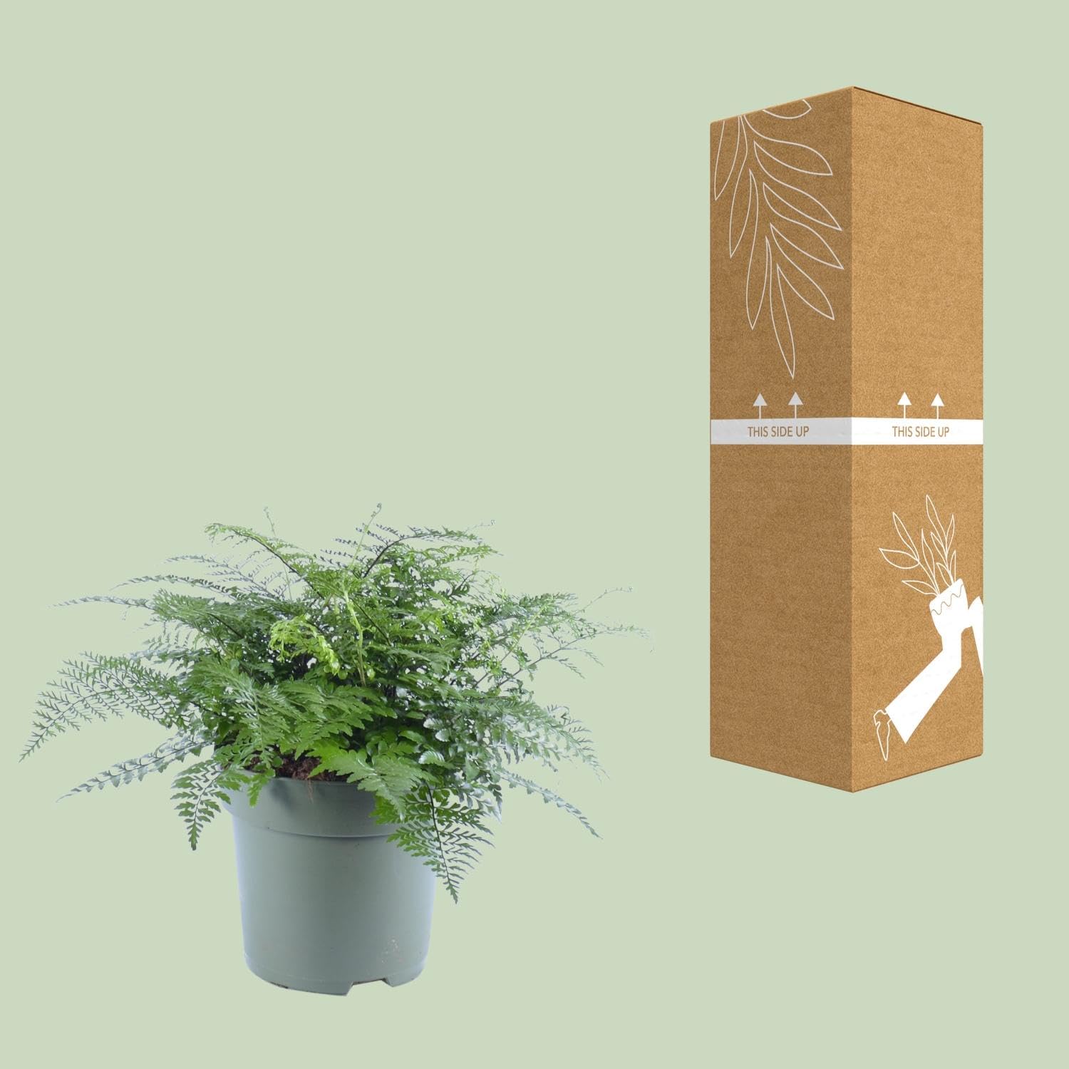 Asplenium Parvati mit Überhängenden Blättern für Innen, Grün, Ø27cm, 50cm