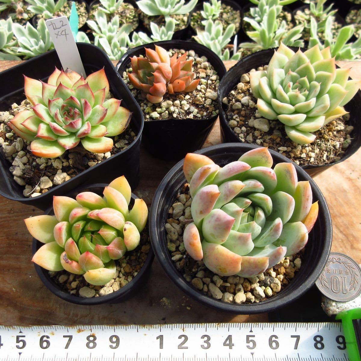 韓国苗6個お得セット