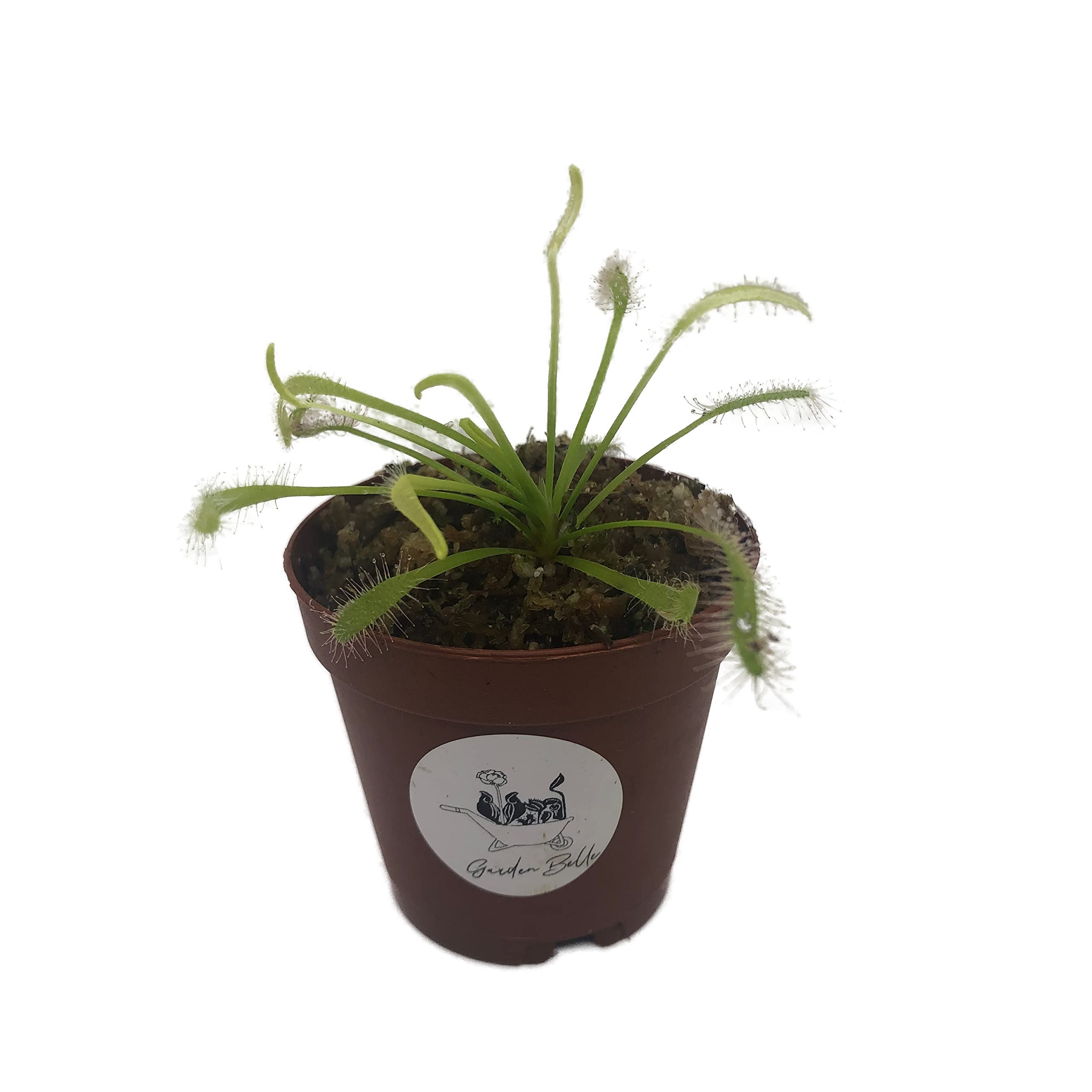 Cape Sundew Alba
