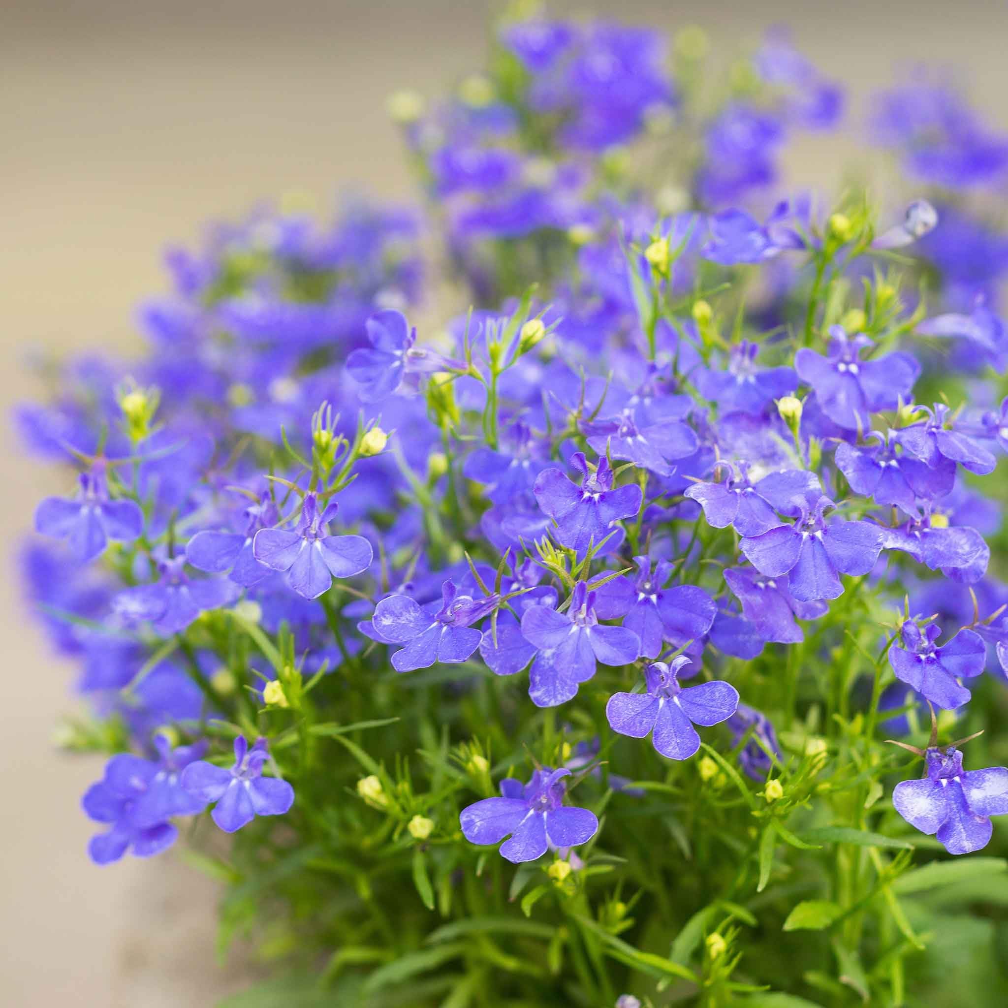 Amazon.com : Eden Brothers Lobelia Seeds - Blue Carpet : Patio
