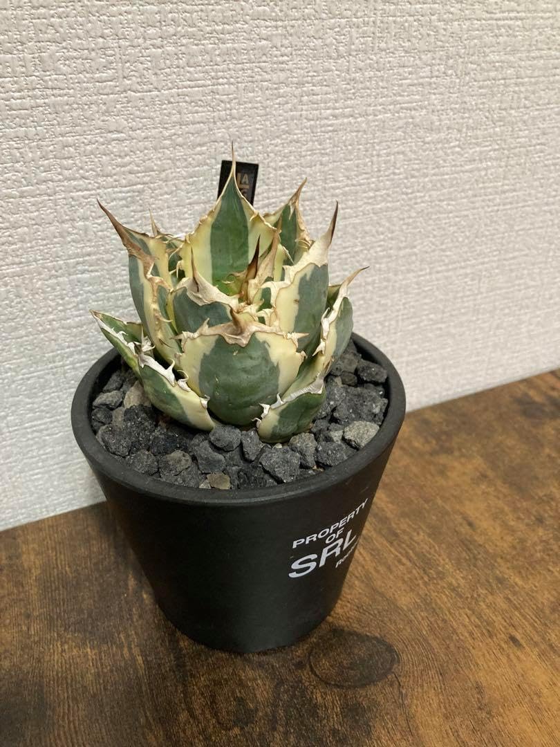 台湾産】 アガベ スナグルトゥース 子株 暴牙 k*r様 特価！ アガベ