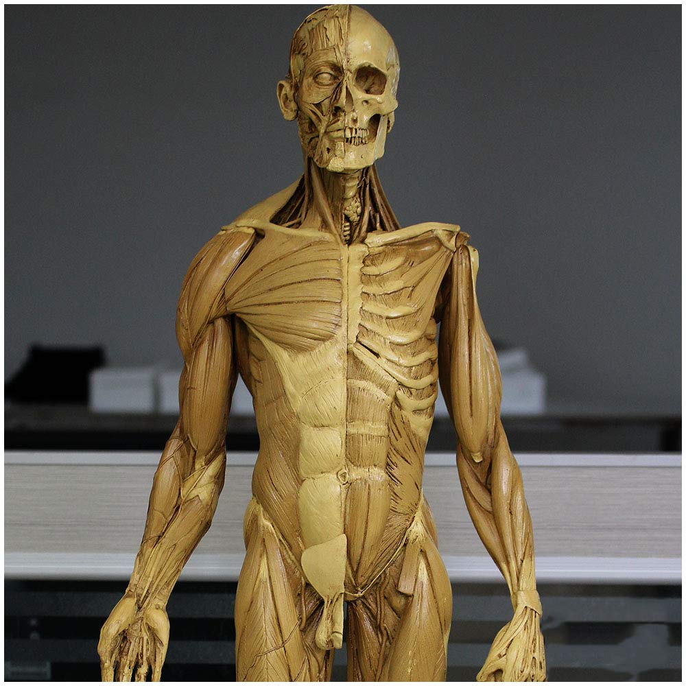 ANATOMY　MALE 　人体模型 Anatomy Tools ANATOMY MALE 人体模型 Anatomy Tools AnatomyTools