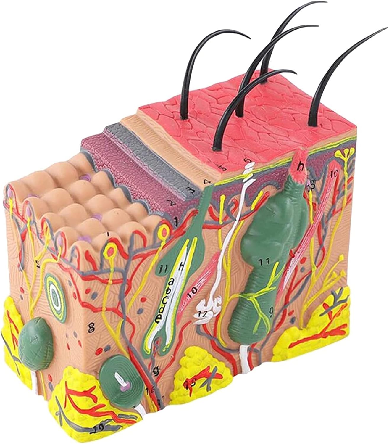 Medical Anatomical Model, Skin Model 35X Enlarged Anatomical Model