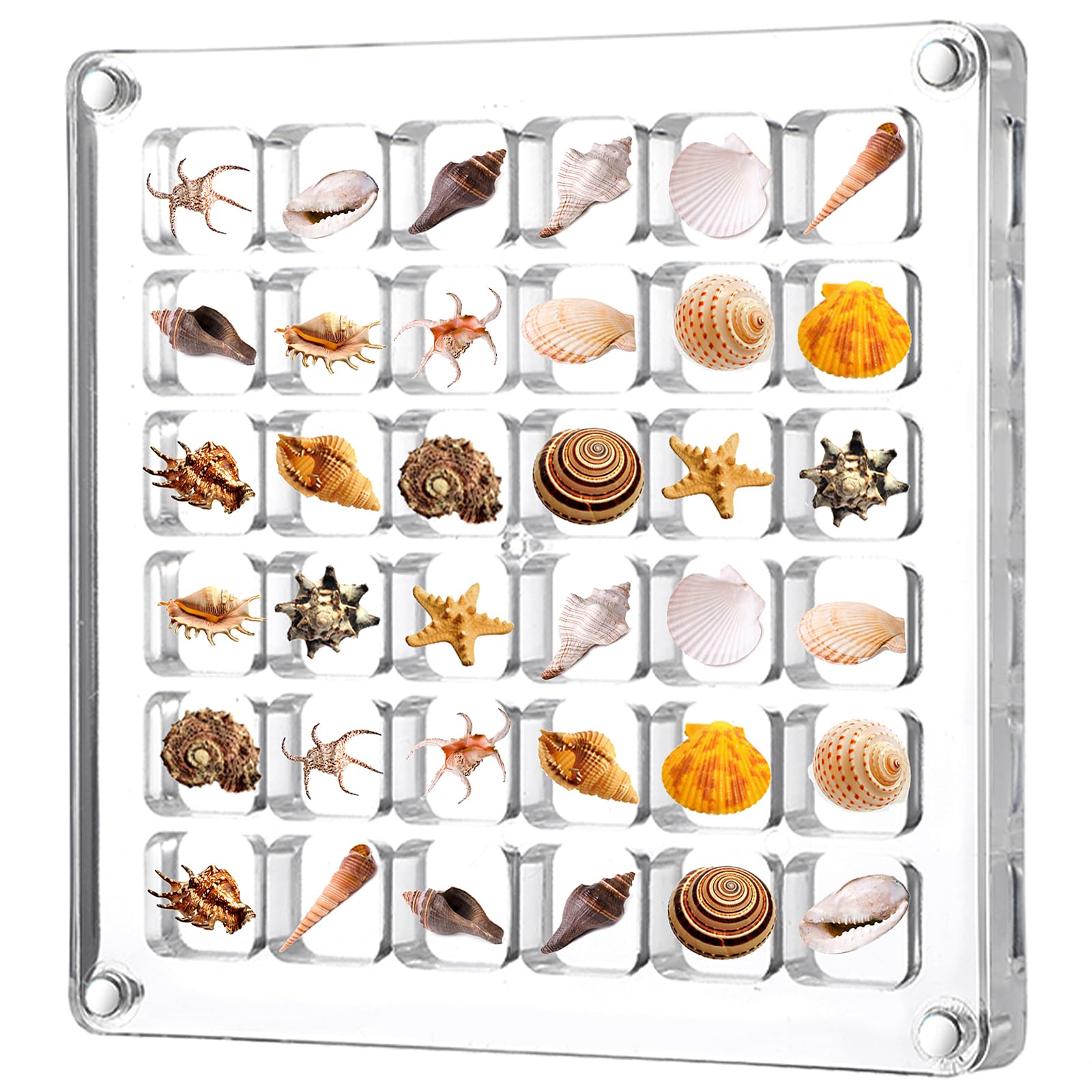 Scatola Portaoggetti Acrilico 36 Scomparti Magnetico – Espositore Per Conchiglie, Collection, Gioielli E Piccoli Cimeli