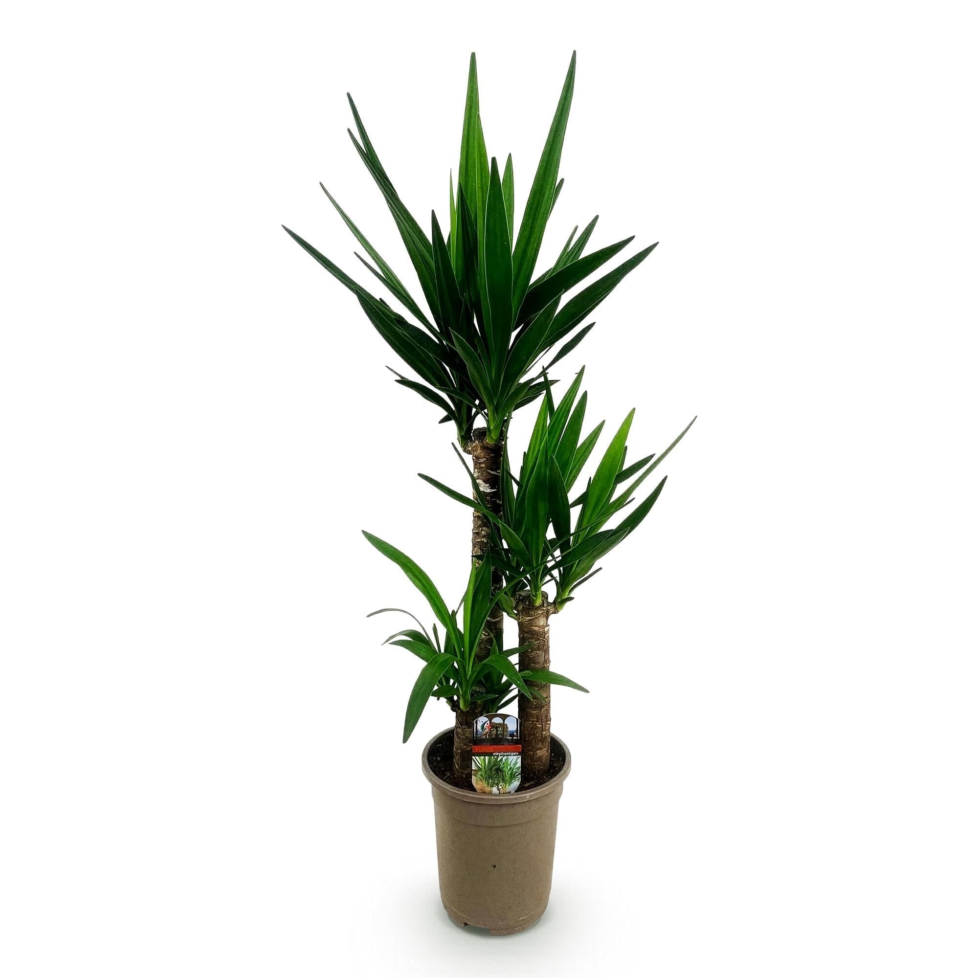 Palmlilie Yucca Elephantipes Zimmerpflanze 21 cm