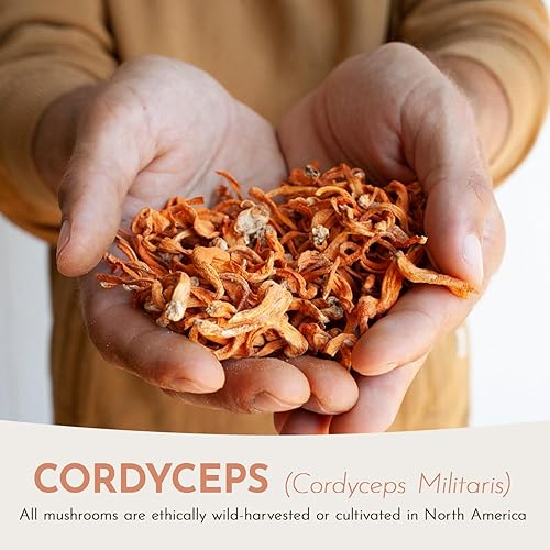 Miniatura 9 de Cordyceps (Cordyceps Militaris) 1 oz