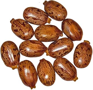 Giant Zanzibar Castor Bean 7 Seeds -Ricinus- Green Leaf Garden, Lawn, Supply, Maintenance