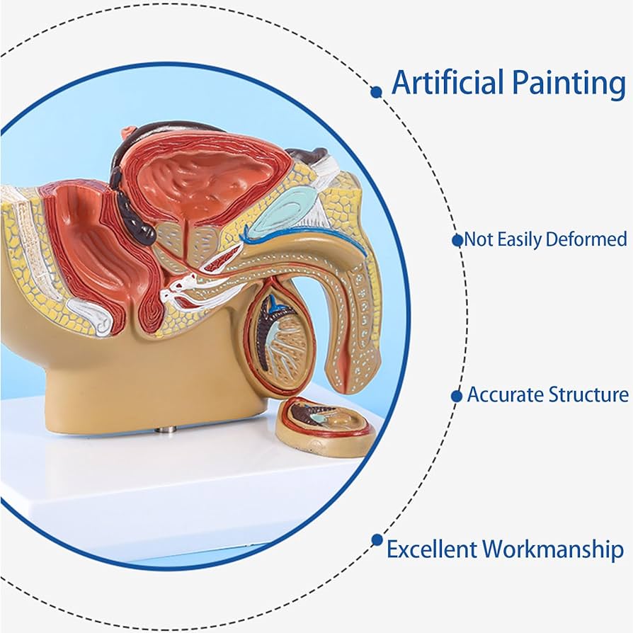 徹底解剖! 骨盤矯正法 DVD 3枚組　特典冊子付き Amazon.co.jp: 徹底解剖 骨盤矯正法 スタンダード理論&施術編