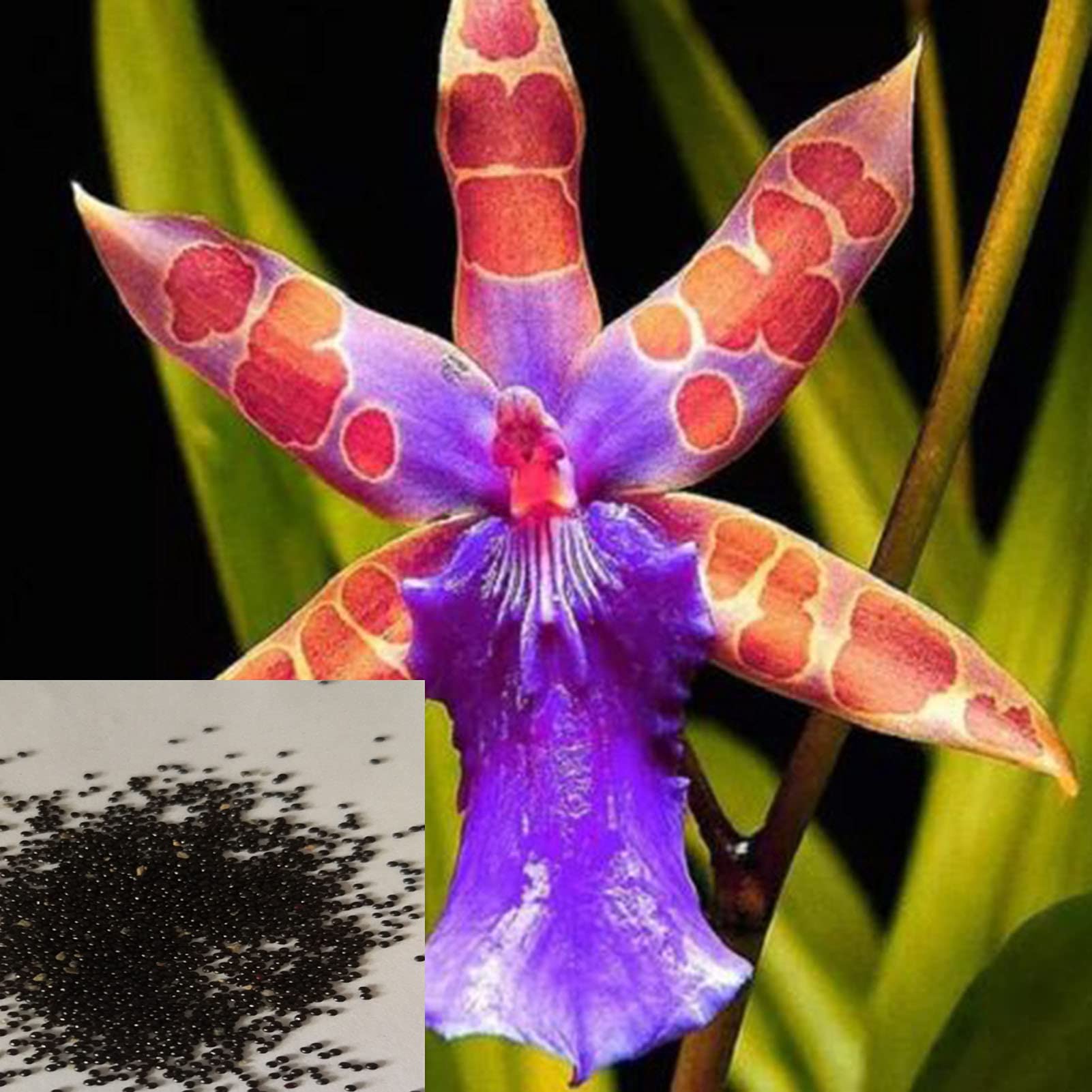 50Pcs Rare Orchid Seeds Perennial Indoor Flowers Decorative Floral Bonsai Home Garden Outdoor Yard Farm Balcony Planting Seed