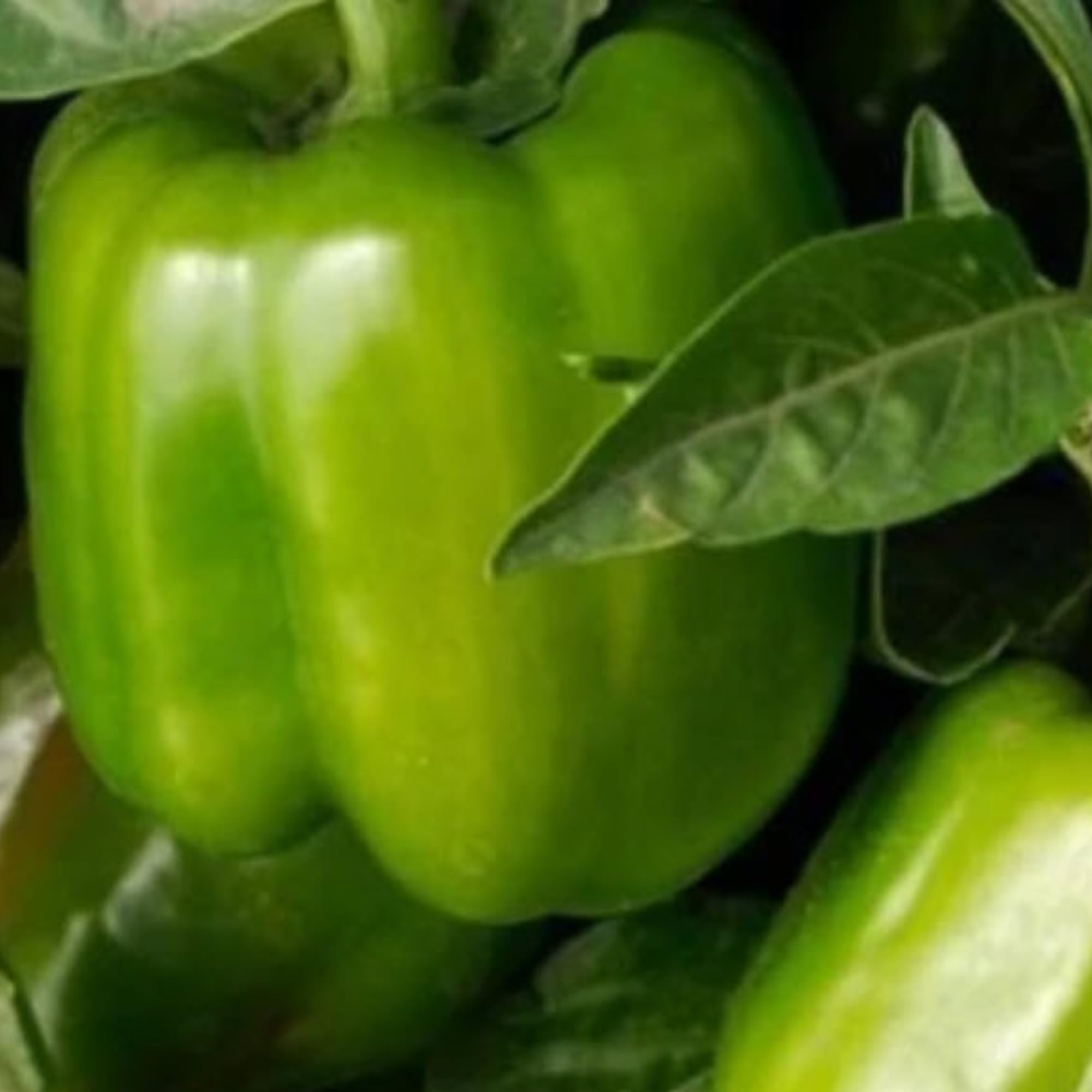 Clovers Garden California Wonder Bell Pepper