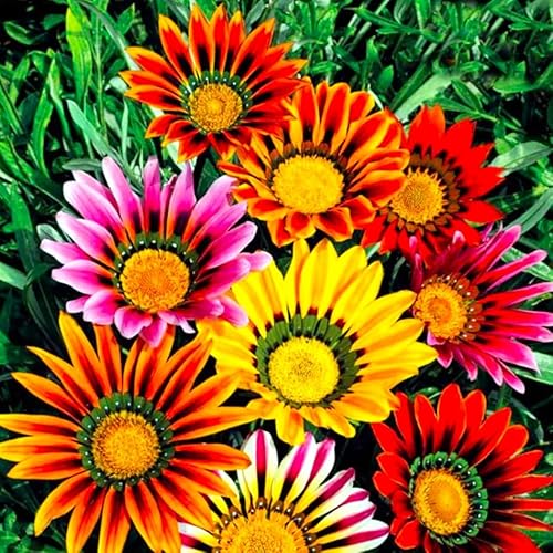 Showy Gazania Flower Mix Perennial 100+ Seeds for Planting Non-GMO Treasure Flower African Daisy