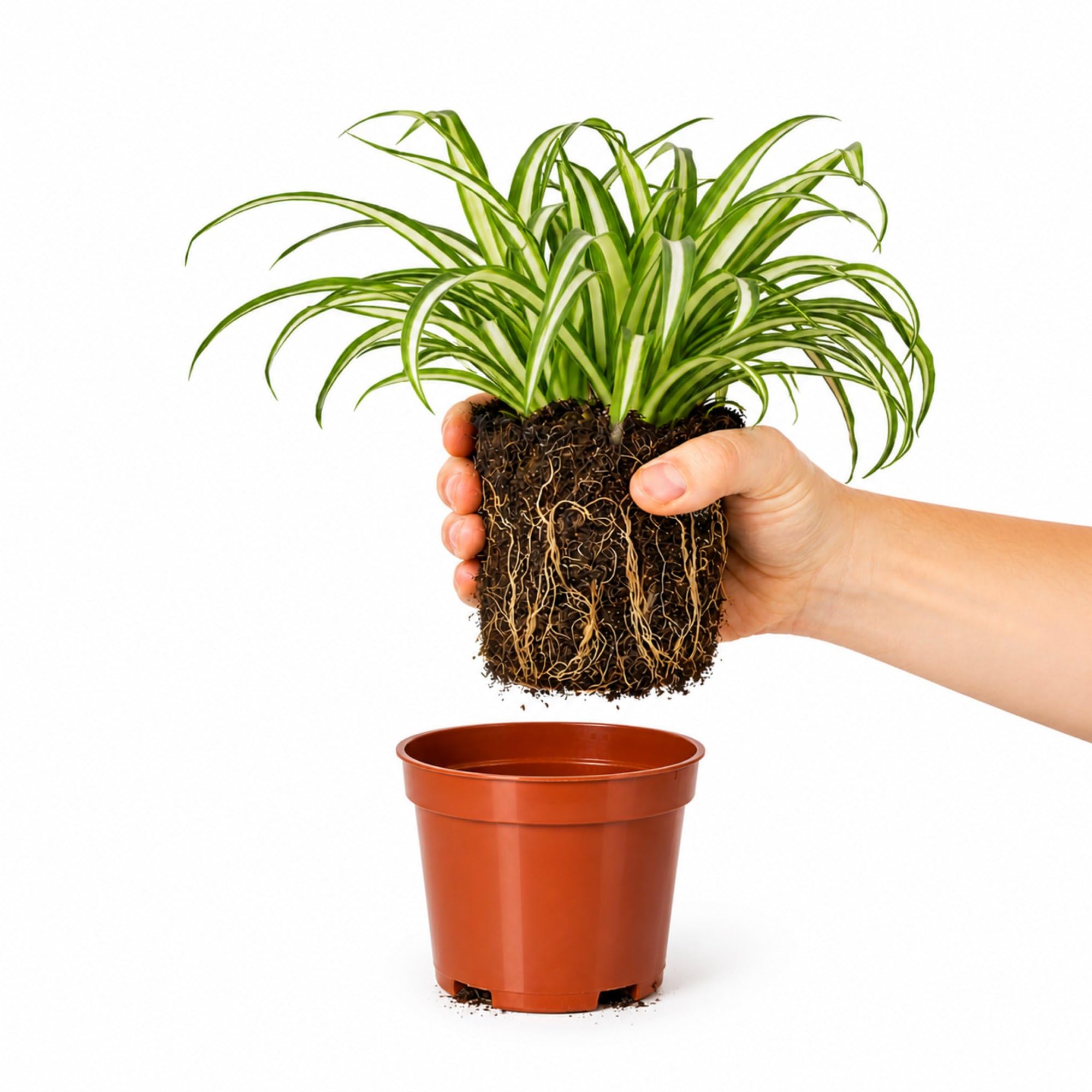 Easy to Grow Spider Plant Variegated