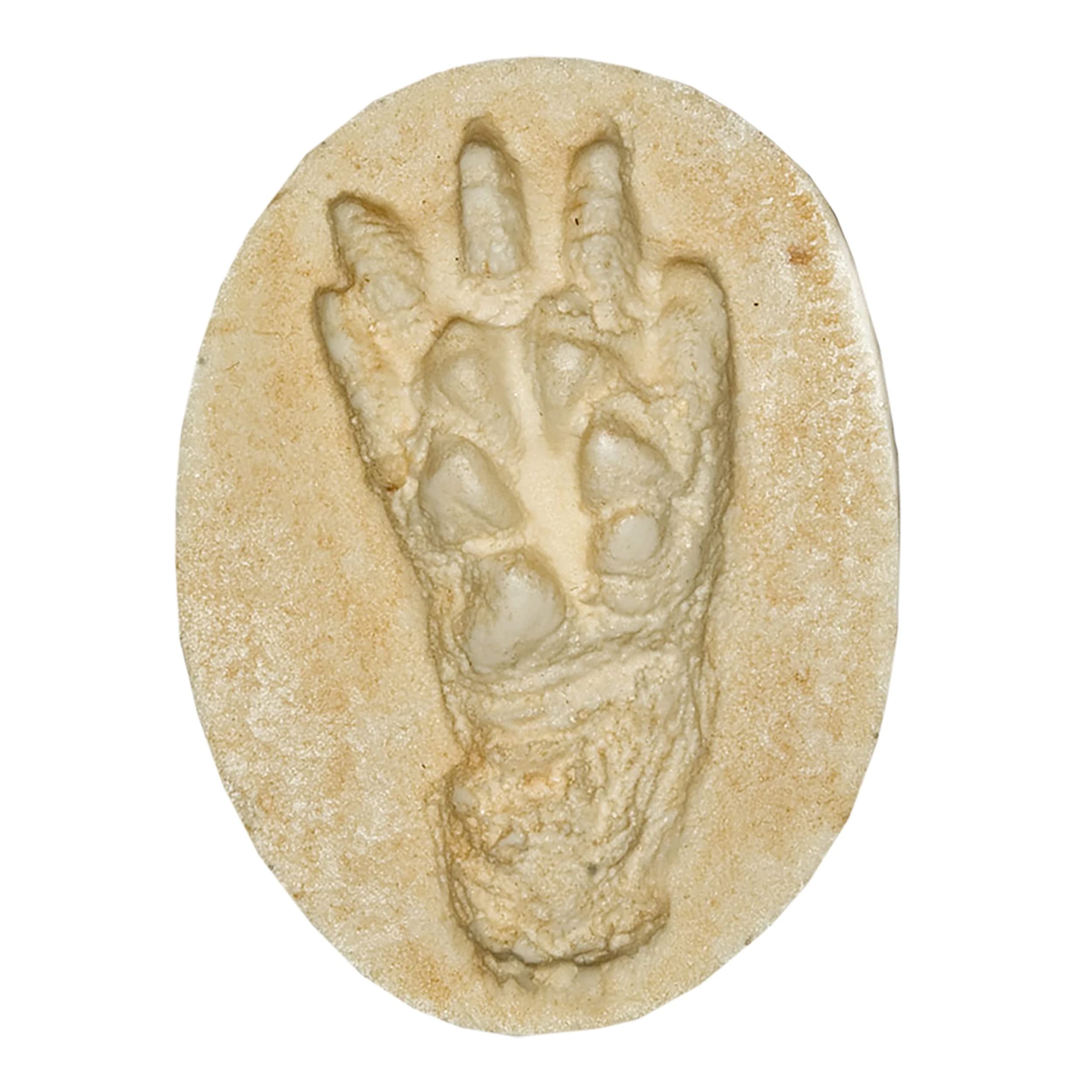 American Opossum Negative Footprint (8.25x6.3cm)