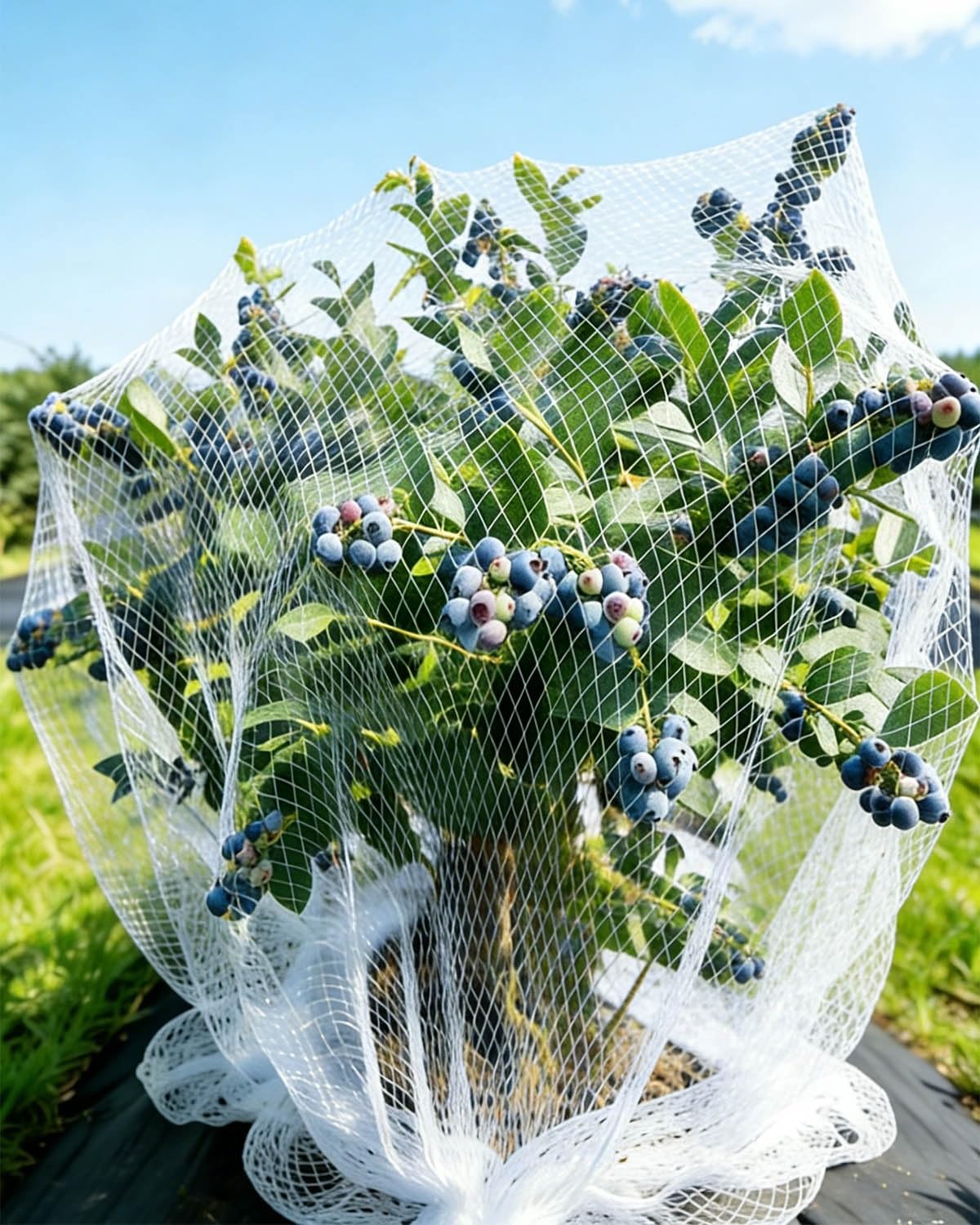 Rete Anti-Uccelli Rete Commerciale Anti-Uccelli per Cespugli di Mirtilli, Rete Protettiva Riutilizzabile in Nylon, Rete di Sicurezza per Gatti e Recinzione Anticaduta(7x20m/23x66ft)