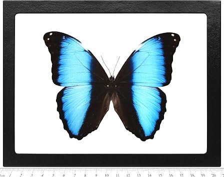 BicBugs Morpho deidamia Recto Real Framed Butterfly Blue Peru