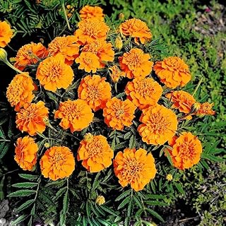 French Marigold Petite Orange 350 Seeds + Freebie + Plant tag Annual Tagetes