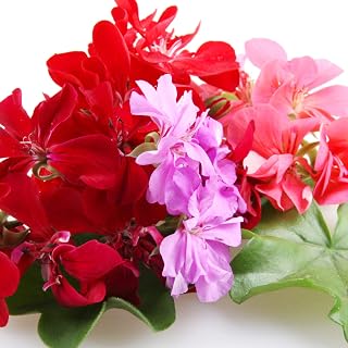 Flowering Plants - Geranium 'Mixed' - 20 x Large Plant Pack - Garden Ready + Ready to Plant - Premium Quality Plants