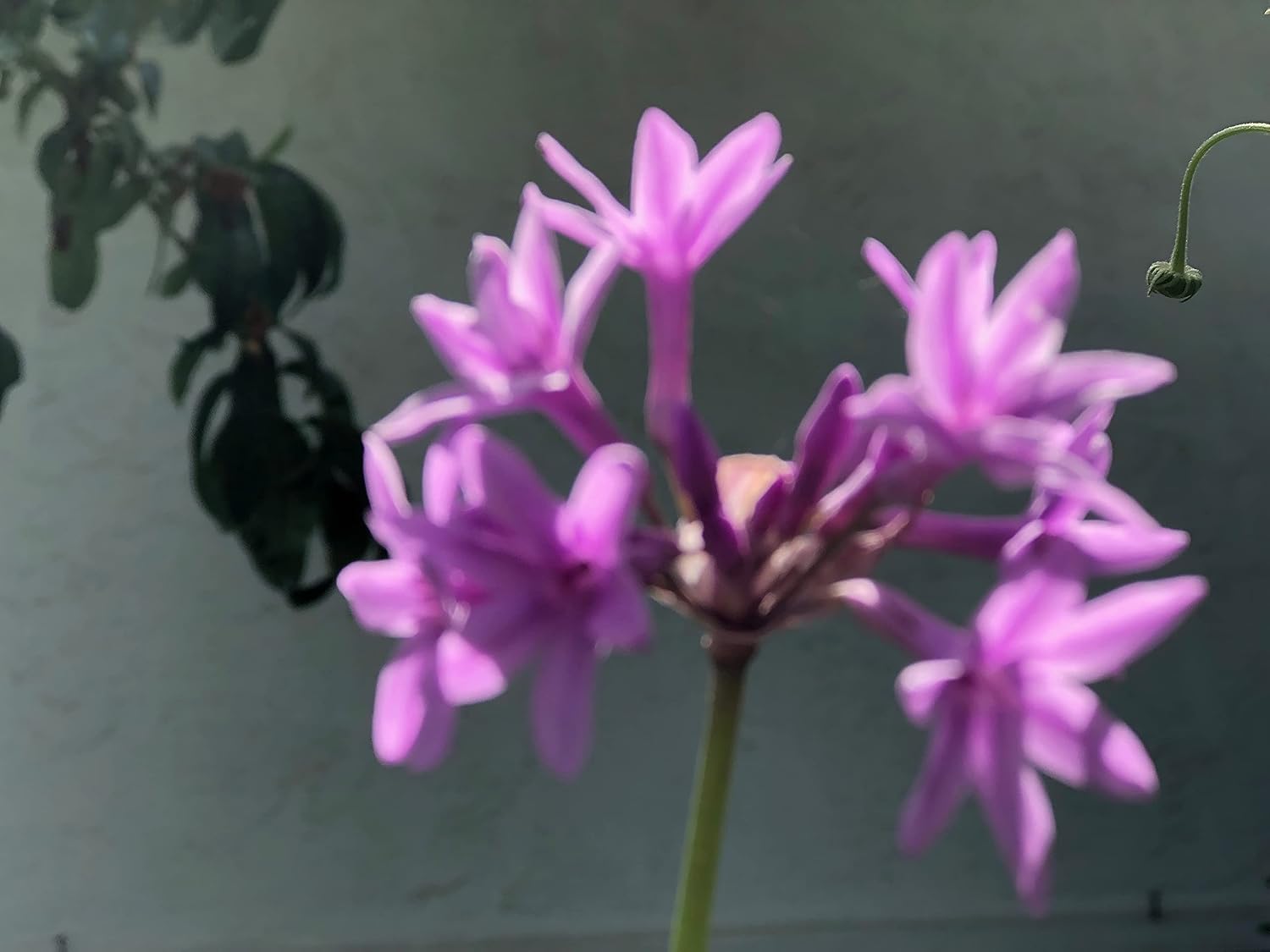 3 Starter Plants of Society Garlic Tulbaghia violacea (Bare Root)
