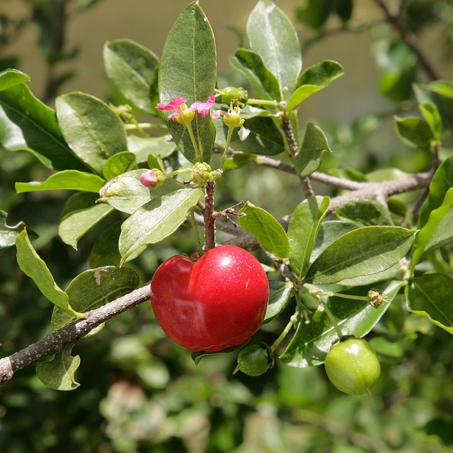 Hug A Plant | West Indian Cherry/Barbados Cherry (Malpighia emarginata) Fruit Live Plant (Home & Garden) (B0C94C1BXF) Amazon Price History, Amazon Price Tracker