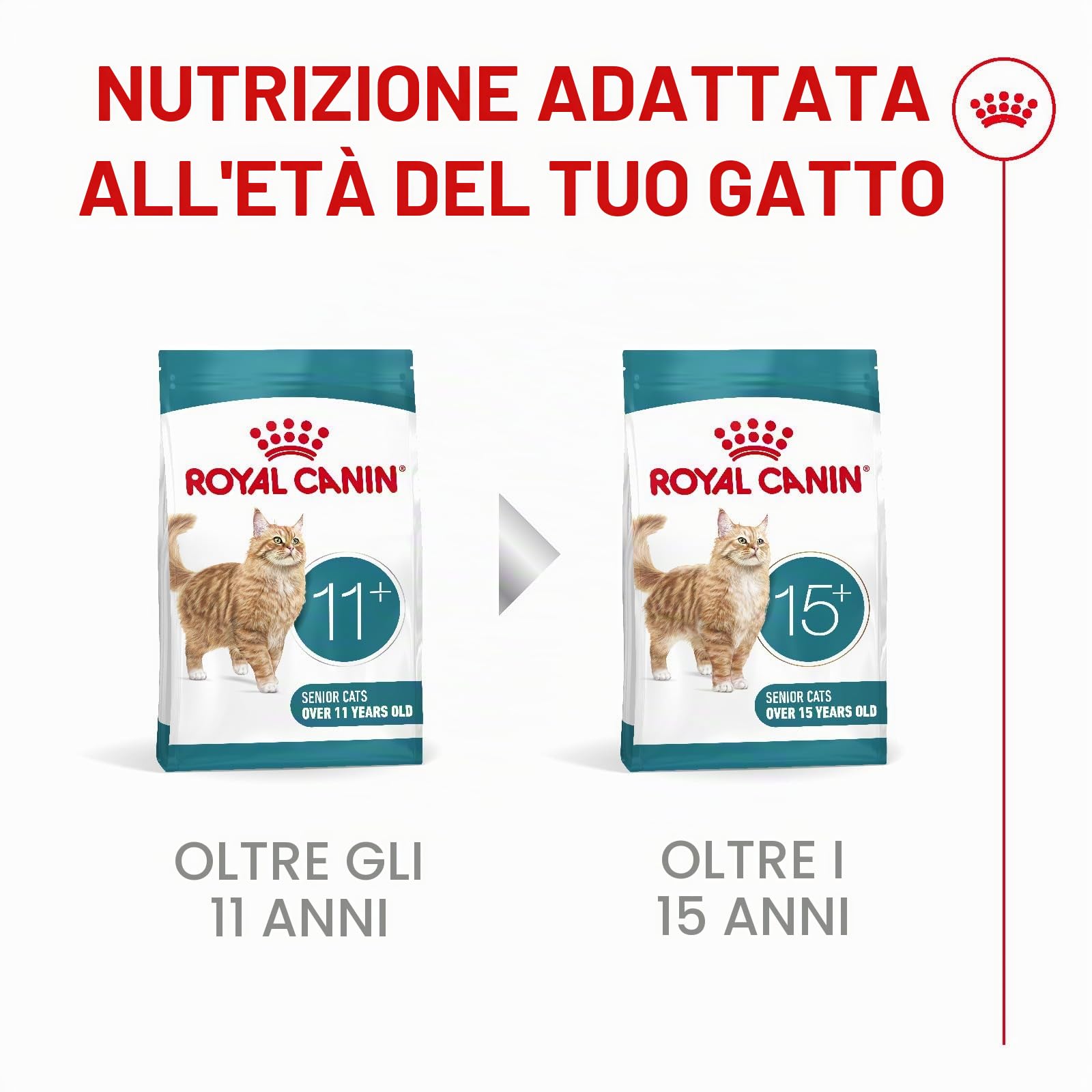 ROYAL CANIN AGEING 11+ | 4 kg | Cibo secco per gatti anziani a partire dall'11° anno di vita | Formula con il complesso HealthyAge7™ | Contiene crocchette facili da masticare