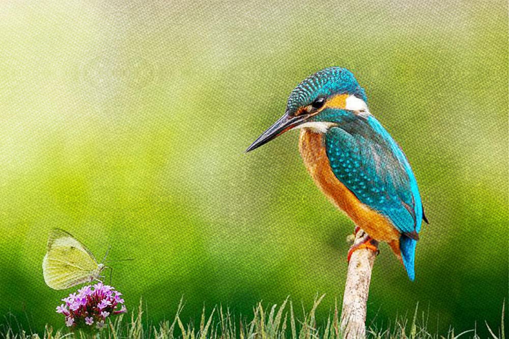 Cross Stitch Kits for Beginners Adults Pre-Printed Easy Funny Pattern UK Kingfisher 11ct DIY Embroidery Crafts for Needle Point Starter Kit Home Decor Gift（16×20inch)