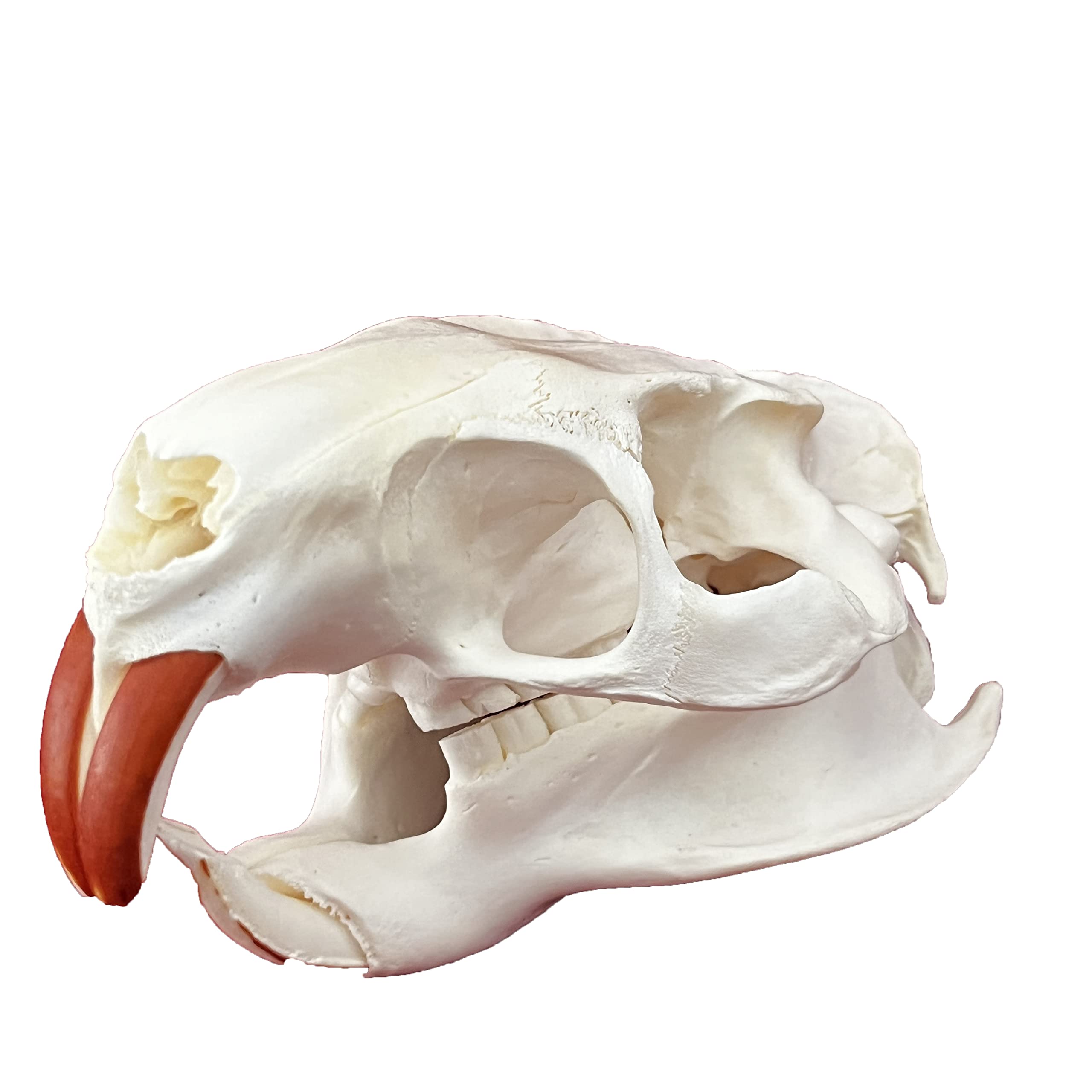 Taxidermy Real Animals Skulls, Real Bones Specimen, Taxidermy Supplies for Science Education, Special Gift (Coypu Skull)