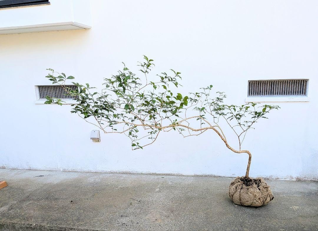 流れる雲のように。山採りアセビ。 流れる雲のように 山採りアセビ - WWW.ZMSOFTWARE-CO.COM