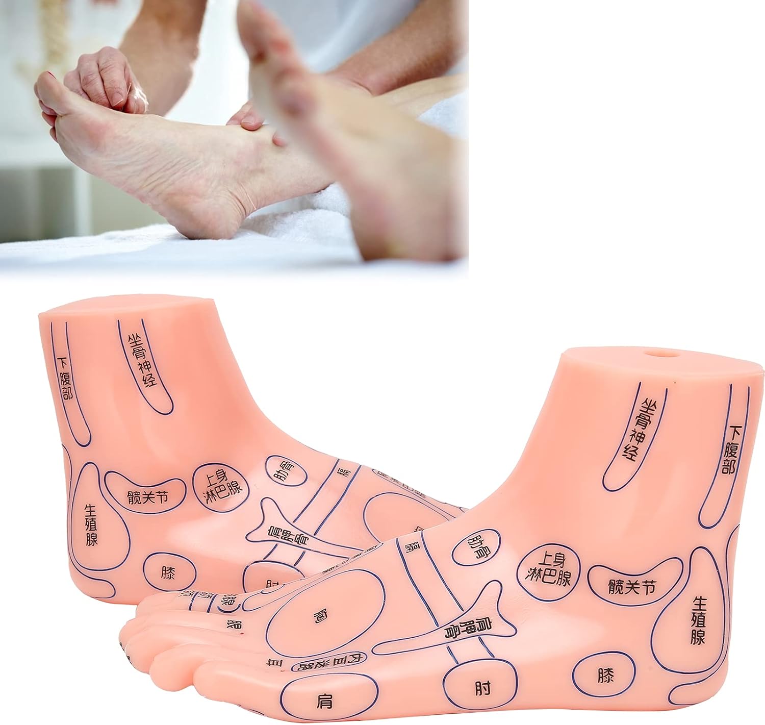 Foot Acupuncture Model, Human Feet Reflexology Acupuncture Point Massage Model Teaching Aids Lab School Supplies