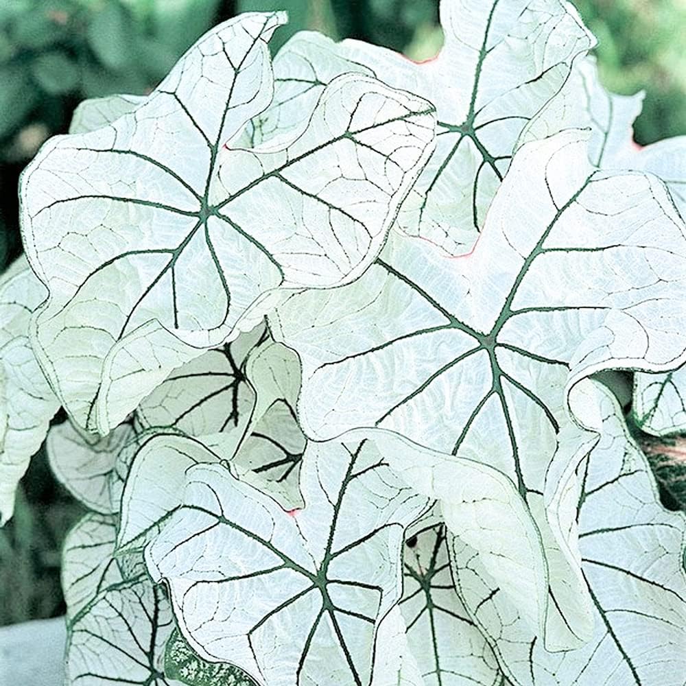 UtopiaSeeds Dwarf Candidum Jr Caladium Bulb Fancy Leaf
