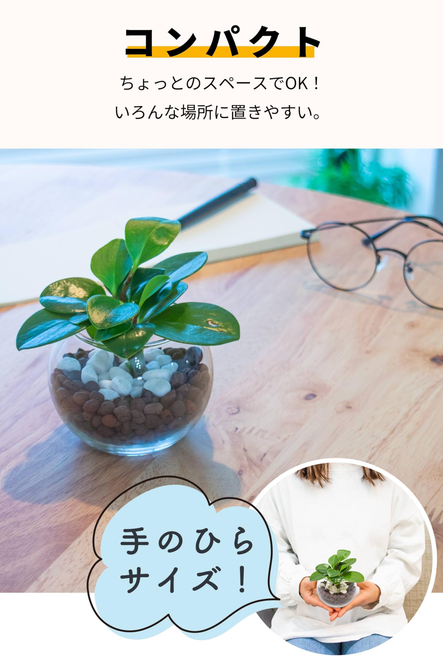 Amazon｜[ miipas ] ペペロミア ハイドロカルチャー 観葉植物 本物