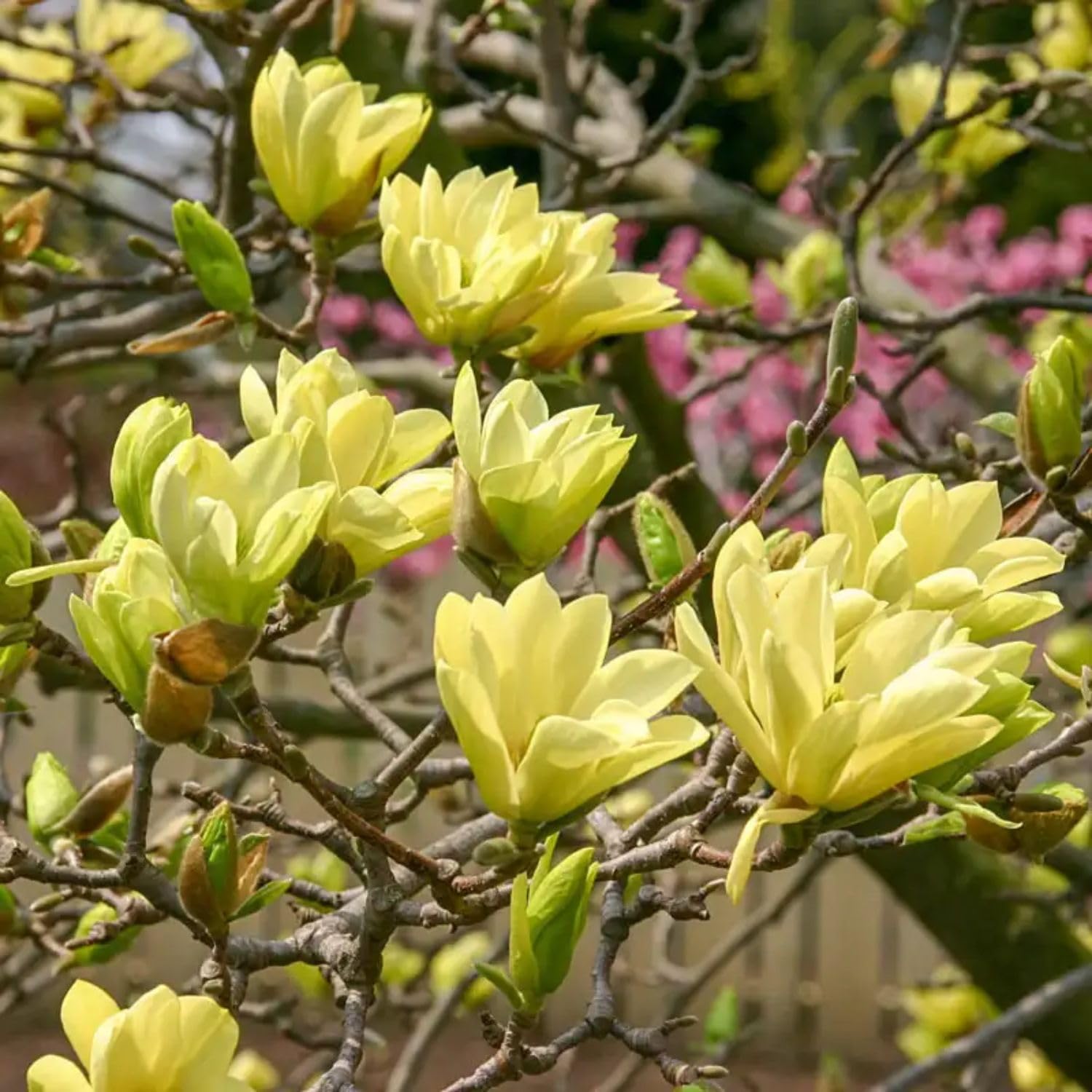 Butterflies Japanese Magnolia, Compact Tree with Yellow Blooms, 1 gal. Nursery Pot, 1–2 ft Tree Height (Ships to 48 States Including CA & AZ)