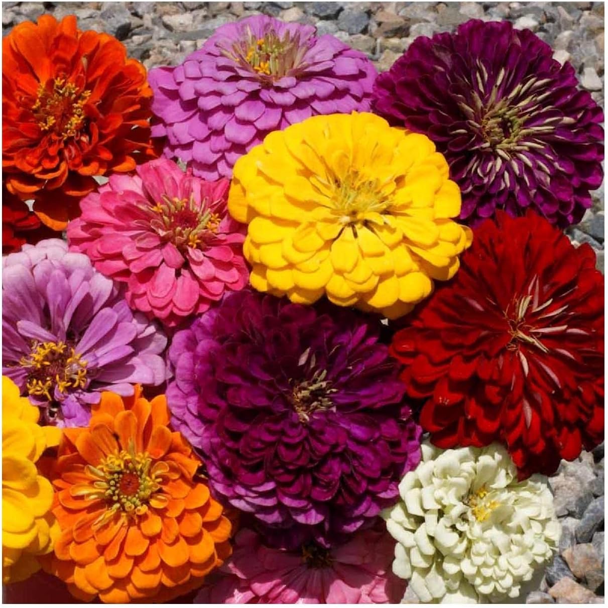 Everwilde Farms - 1 Lb Dahlia Flowered Mix Zinnia Wildflower Seeds - Gold Vault