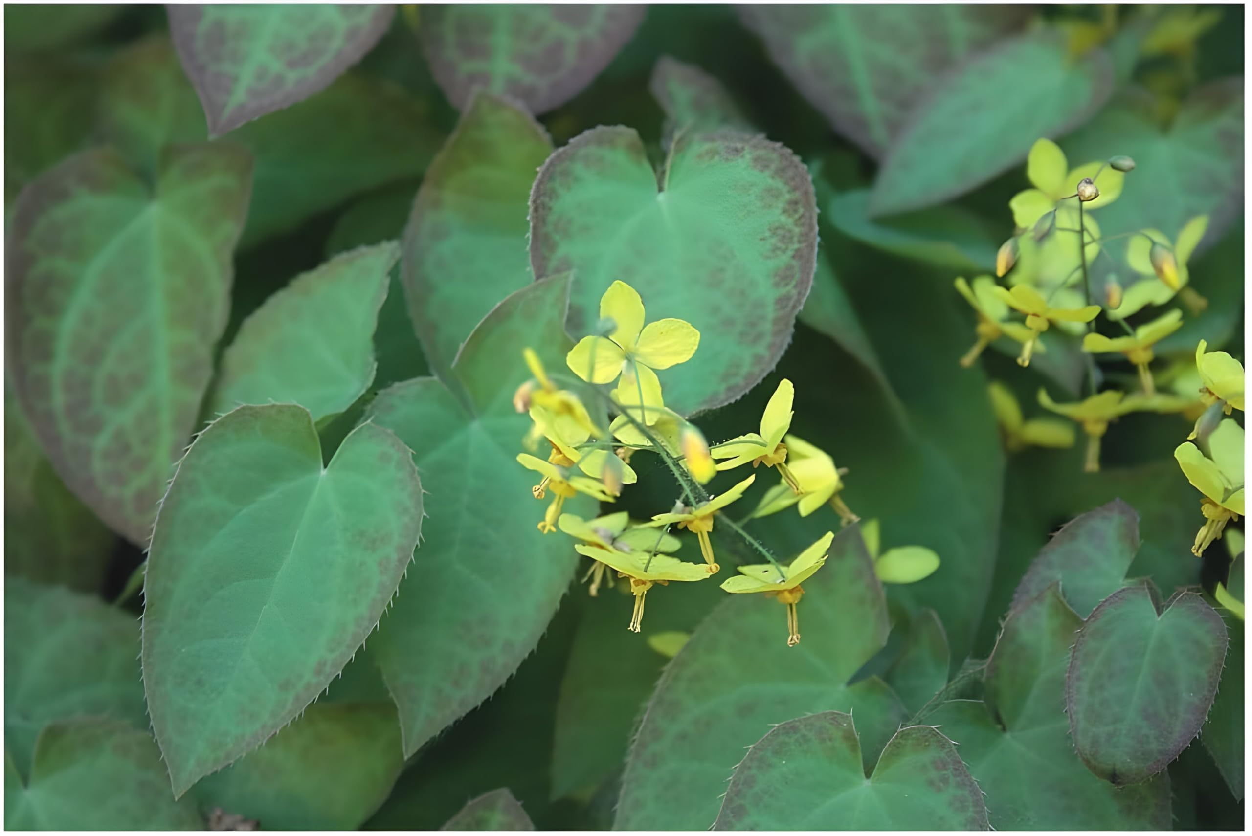 Stauden Gänge 10 x Epimedium x perralchicum 'Frohnleiten' Elfenblume