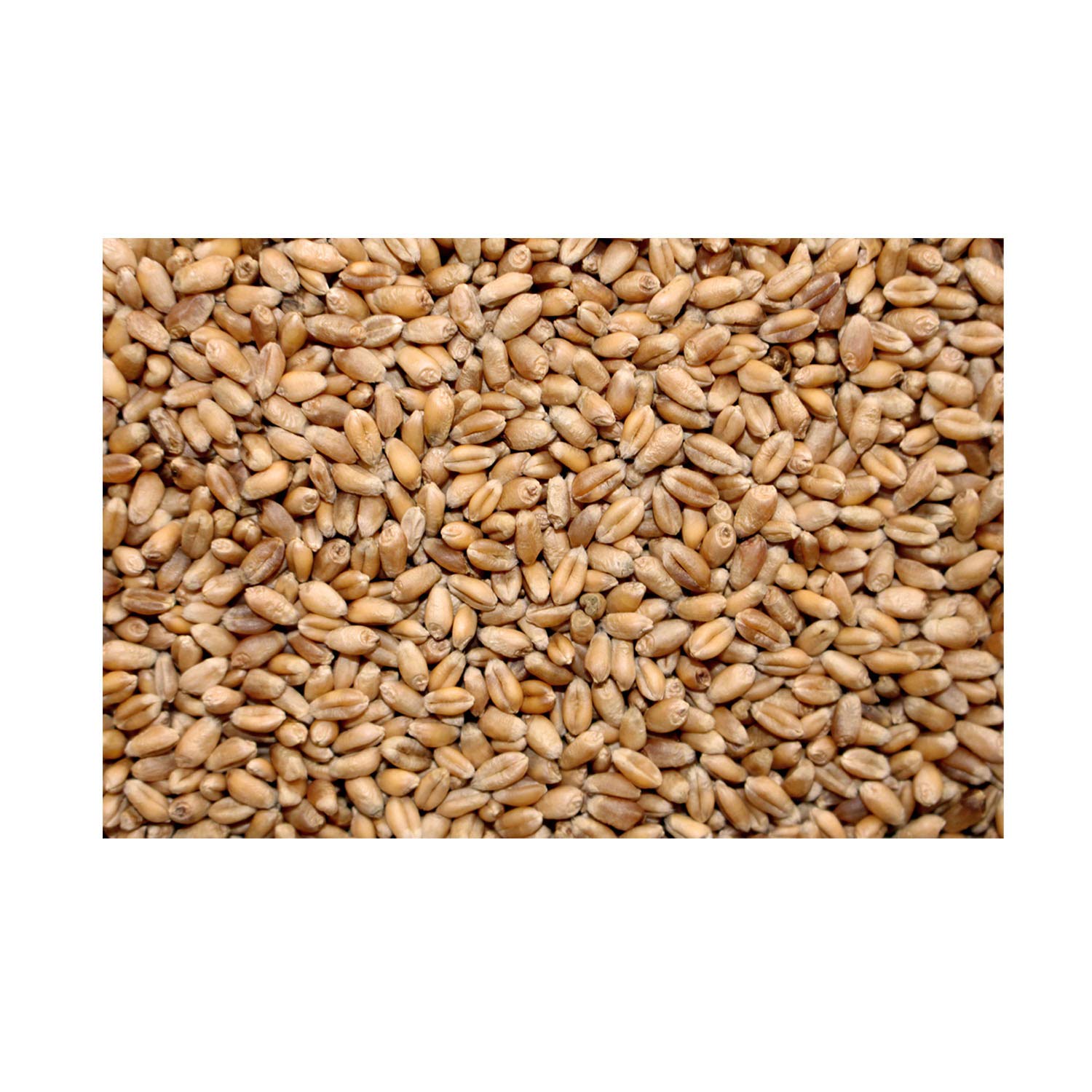 LanDixx Bio-Weizen 25kg - Landweizen aus dem Werra-Meißner Kreis - Aus kontrolliert biologischem Anbau