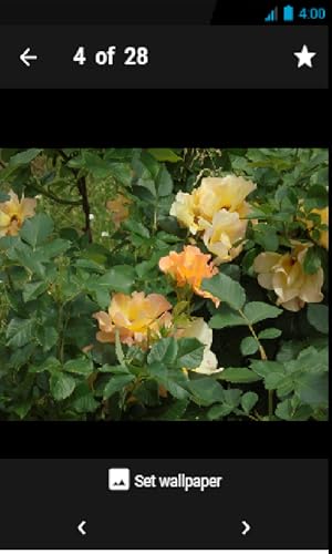 Roses Wallpaper