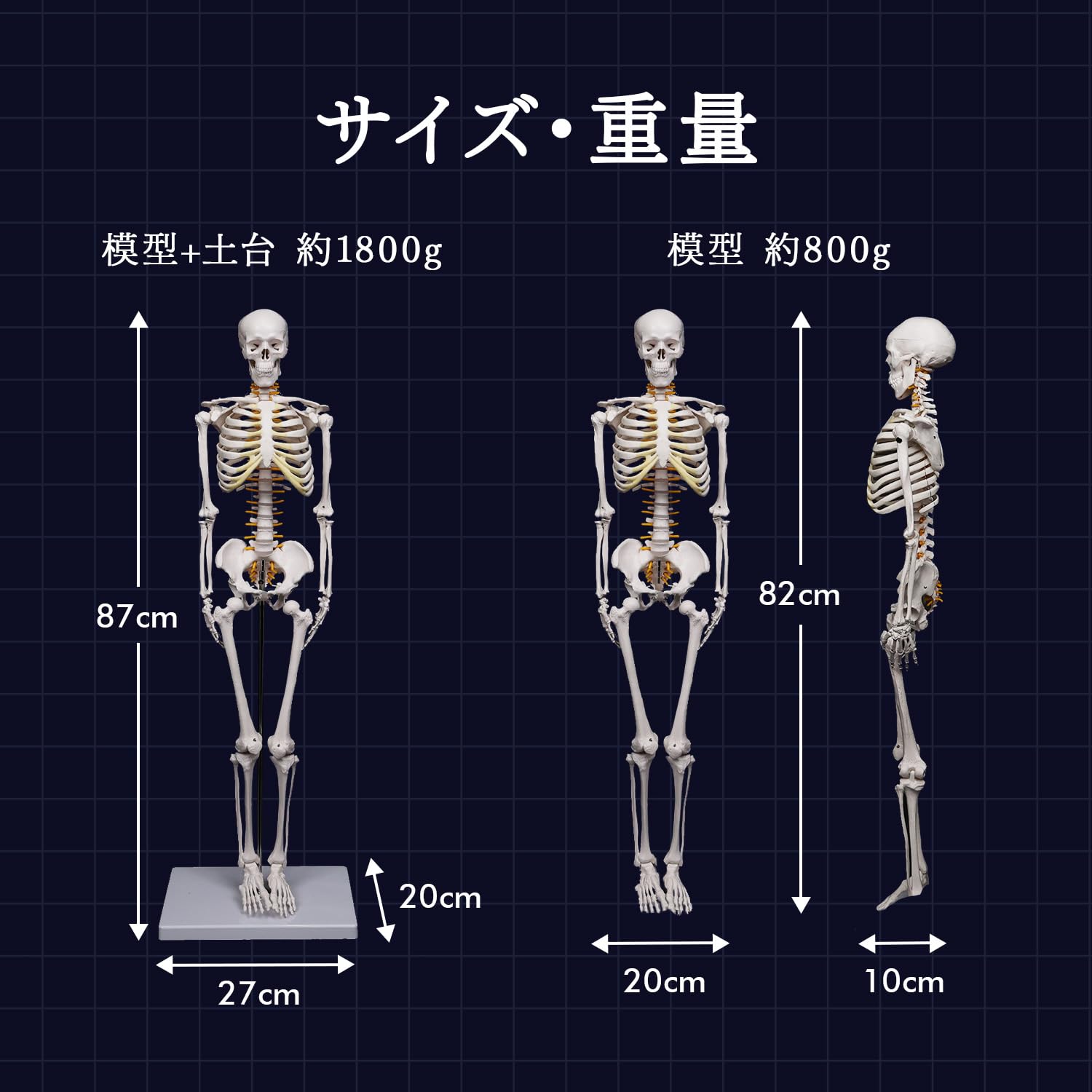 Amazon.co.jp: [MRG] [理学療法士監修] リアルな再現性 人体模型 骨