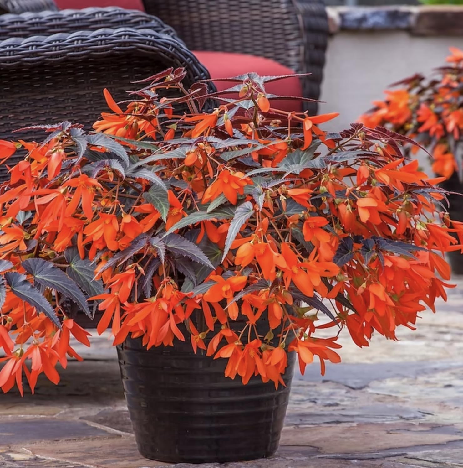 Begonia Boliviensis Dark Leaf Orange | 6 Plug Plants | Bedding