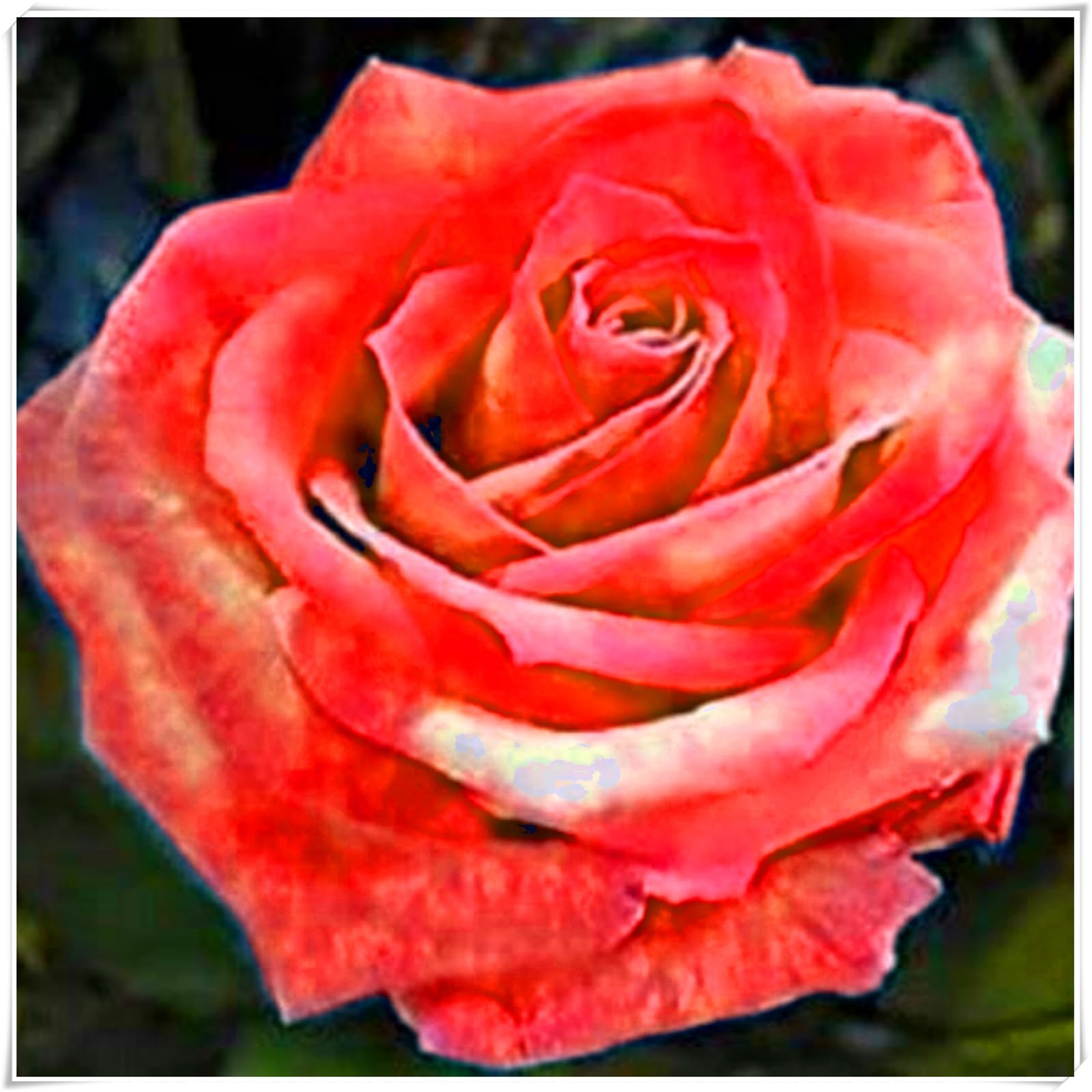 Hardy Rose Bulbs – Perennials with Gorgeous Blooms – Professional-Grade for Stunning Garden Displays-1 Bulb-J — image 1