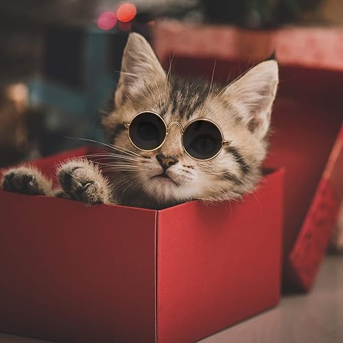 Miniatura 7 de 6 lentes de sol divertidos y lindos con diseño de gato pequeño para perros pequeños, clásicos, retro, circulares, de metal, príncipe, accesorios