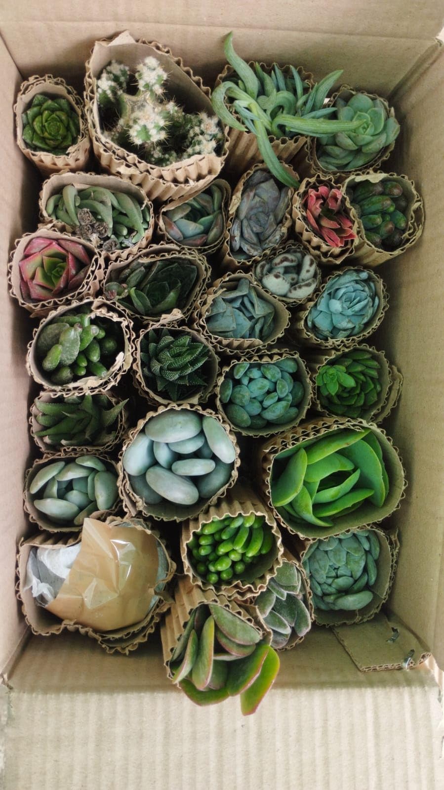 Tofoh assorted Succulent Plants set of 25 (Bare rooted), live