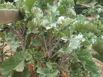 2 Packages of Purple Tree Collard Seeds - 50 Seeds Per Package ** This Listing is for Rare Purple Tree Collard Seeds. All Sales are Final, and Returns are not Accepted. **