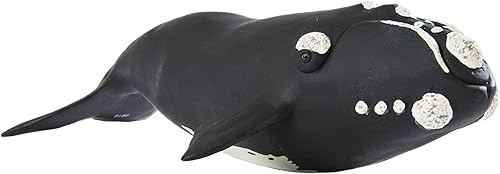Miniatura 3 de Safari Ltd. Figura de ballena derecha  Figura detallada de modelo de plástico de 9.25 pulgadas  Divertido juguete educativo para niños, niñas y