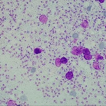 1 Pieces Whloe Mount Leishmania Donovani Amastigote W.M Microscope Prepared Slides