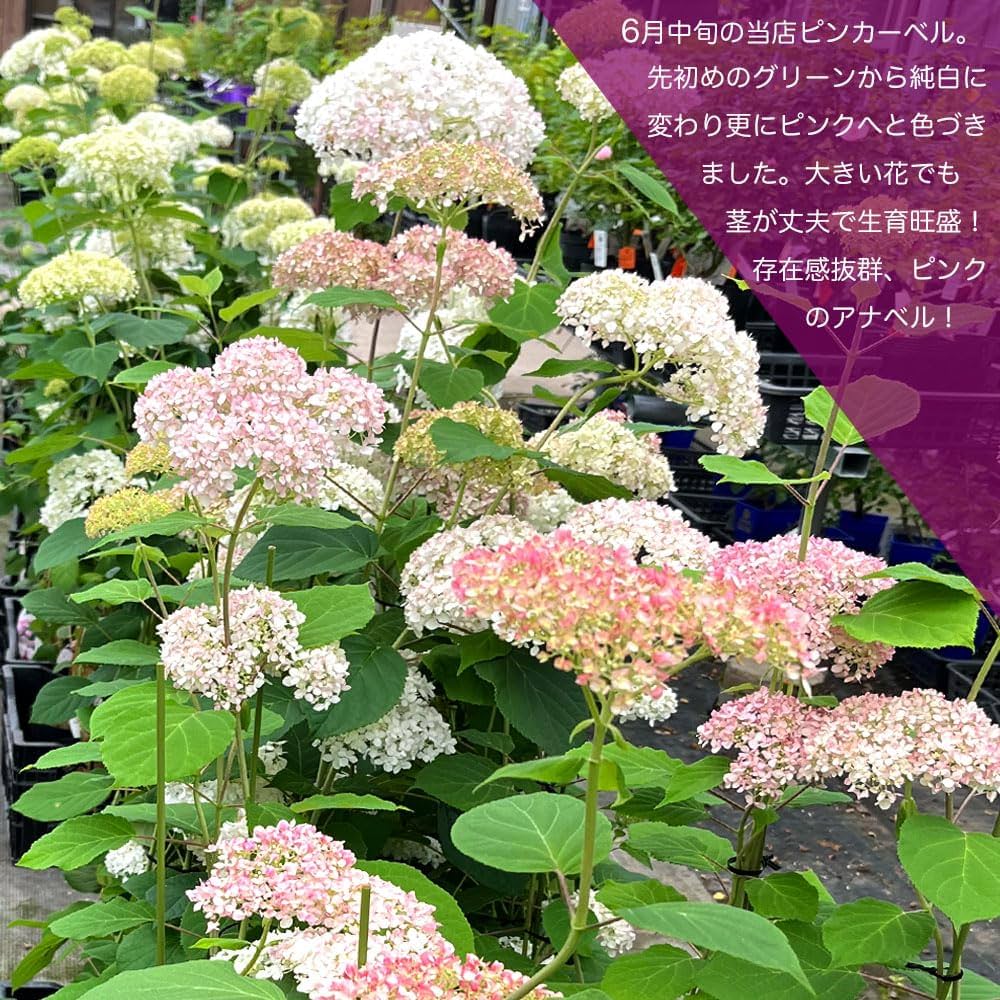 Amazon.co.jp: 【ピンクアナベル ピンカーベル】 あじさい