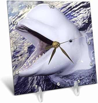 3dRose Beluga Whale, Delphinapterus leucas 6x6 Desk Clock