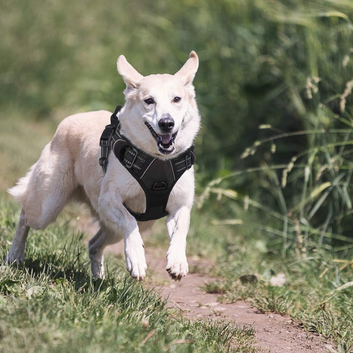 dog walking vest human