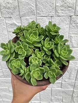 多肉植物 夕映え♡抜き苗(^○^) 多肉植物アオエニウム夕映え3苗抜き苗｜Yahoo!フリマ（旧PayPay