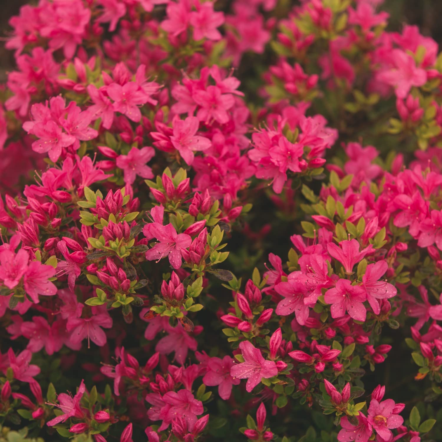 Rhododendron Plant Geisha Pink Azalea Group Evergreen Hardy Shrub Pink |  Desertcart Trinidad and Tobago
