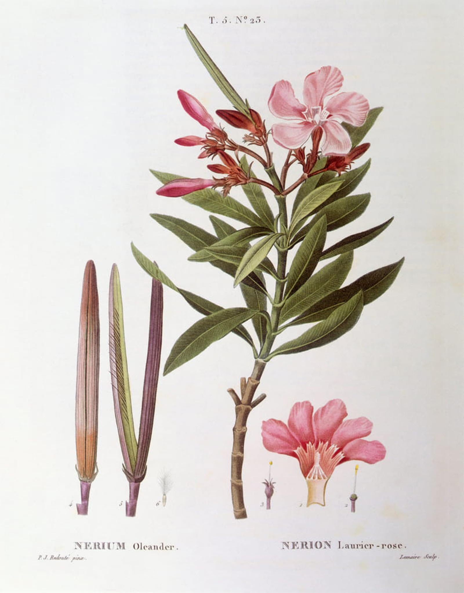 SERENDIPITP Vintage Picture Print on Canvas Wall Art Poster Oleander by Pierre Redouté Artwork Print Poster for Wall Decor 60x90cm